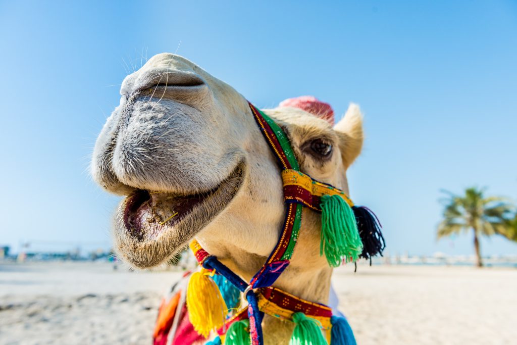 happy camel 